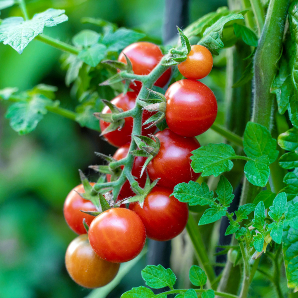 Cherry Bomb Seedling