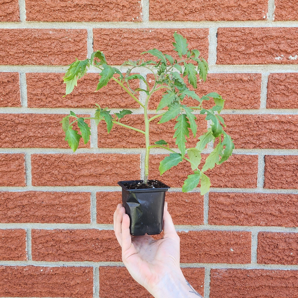 Amish Paste Seedling