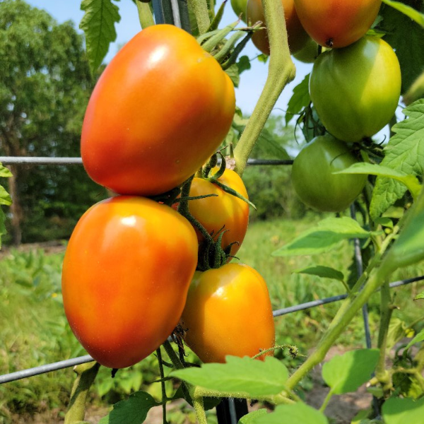 Amish Paste Seedling