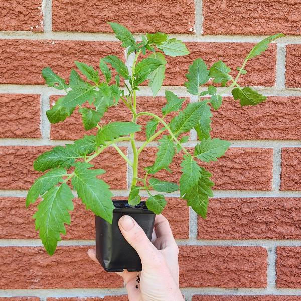 Cherry Bomb Seedling