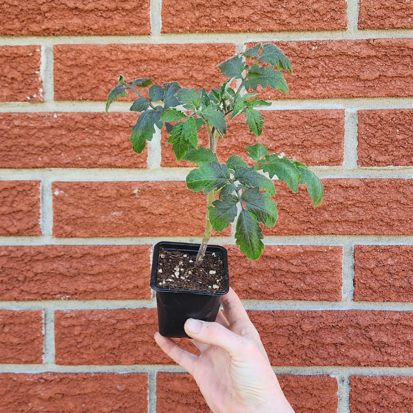 Indigo Rose Seedling