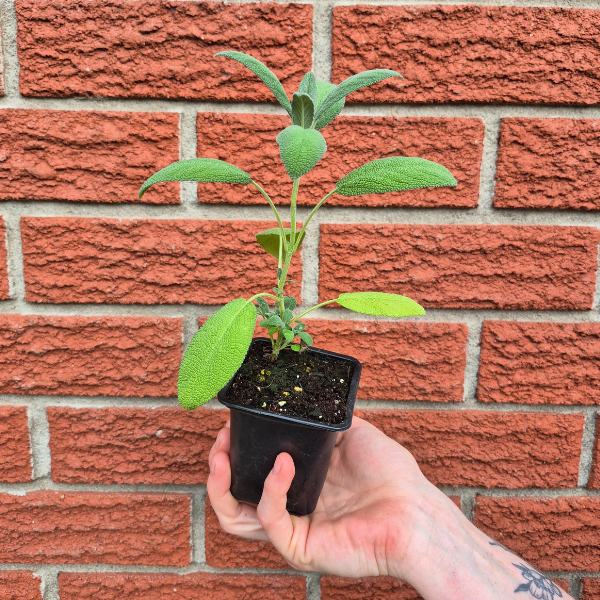 Sage Seedling