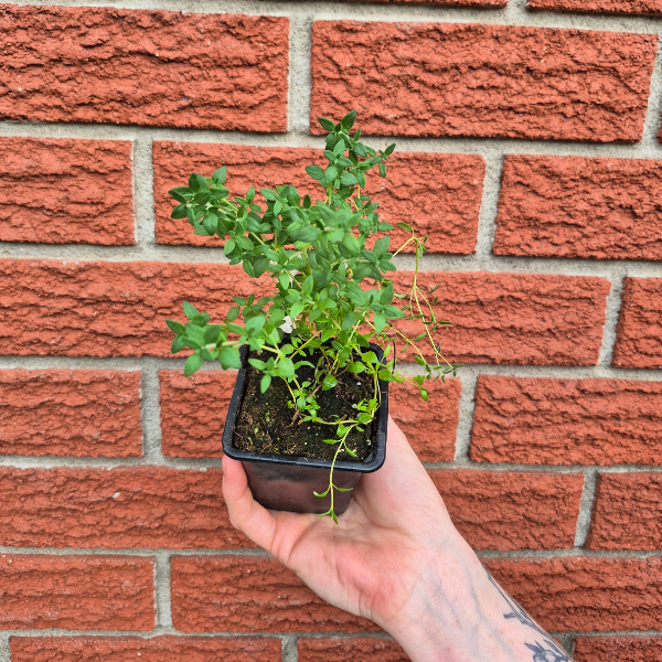 Thyme Seedling