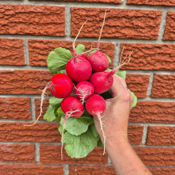 Radishes