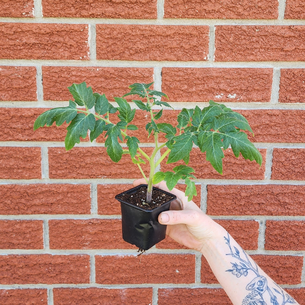 Slicing Tomato Seedling