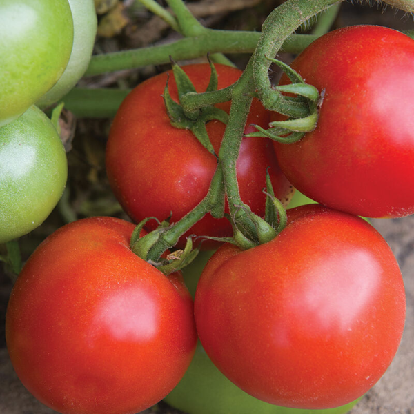 Slicing Tomato Seedling
